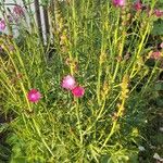 Sidalcea malviflora Fiore