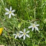 Ornithogalum baeticum花