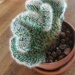 Mammillaria hahniana Fulla