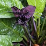 Tacca chantrieri Flower