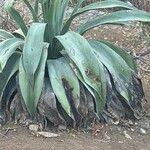 Agave shaferi Листок