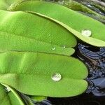 Salvinia natans Leaf