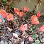 Haemanthus coccineus Virág