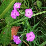 Phlox glaberrima ফুল