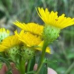 Inula spiraeifolia 花