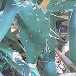 Opuntia stricta Deilen