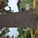 Pinus monticola Corteza