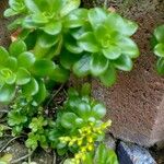 Sedum kimnachii Blatt