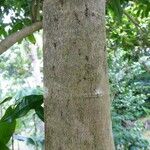 Syzygium aromaticum Bark