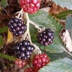 Rubus fruticosus Gyümölcs