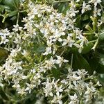 Olearia haastii Λουλούδι