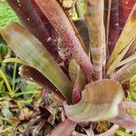 Billbergia vittata Leaf