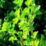 Ribes alpinum Leaf