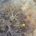 Pachypodium rosulatum Leaf