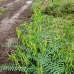 Astragalus atropilosulus Habit