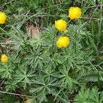 Trollius europaeus Vekstform