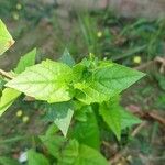 Nyctanthes arbor-tristis পাতা