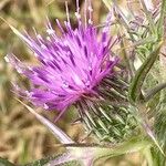 Notobasis syriaca 花