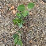 Arctostaphylos patula Blad