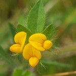 Lotus angustissimus Flower