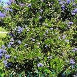 Ceanothus thyrsiflorusFlower