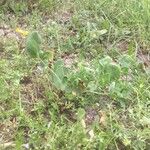 Coronilla scorpioides Habit