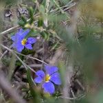 Dampiera stricta Fleur