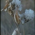 Asclepias californica Gyümölcs