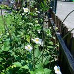 Anemone hupehensis Sonstige