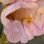 Penstemon palmeri Flor