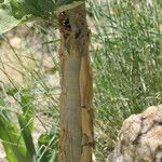 Cyphostemma currorii Ŝelo