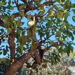 Oreopanax nymphaeifolius Hoja
