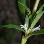 Hygrophila costata Bark