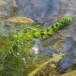 Myriophyllum verticillatum Žiedas