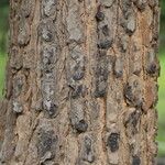 Pterocarpus angolensis Casca
