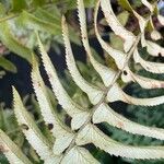 Polystichum munitum Leaf