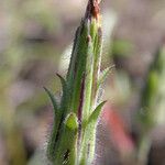 Agoseris heterophylla Fruit