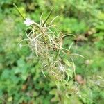 Epilobium parviflorumFfrwyth