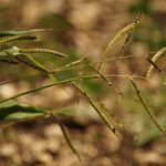 Paspalum fimbriatum Virág