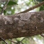 Emmenosperma pancherianum Bark