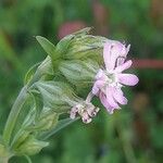 Silene apetala 花