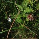 Carex hystericina Yeri