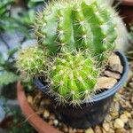 Echinopsis eyriesii Листок