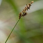 Carex elongata Blomma