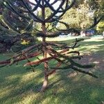 Araucaria araucana Habit