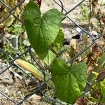 Convolvulus sepium Leaf