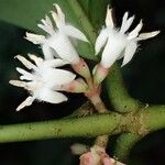 Empogona gossweileri Blüte
