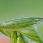 Bromus commutatus Leaf