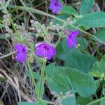 Mirabilis viscosa Flower