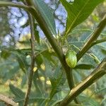 Solanum aviculare ফল